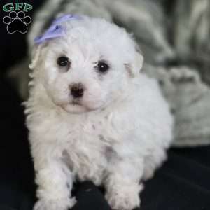 Bella, Bichon Frise Puppy